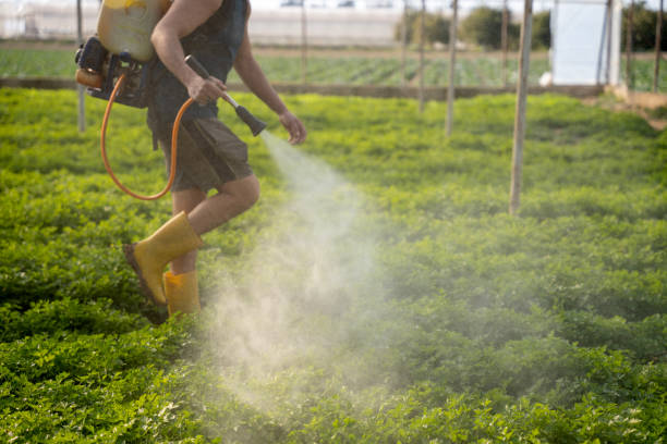 Best Affordable Pest Control Services  in Stone Mountain, GA