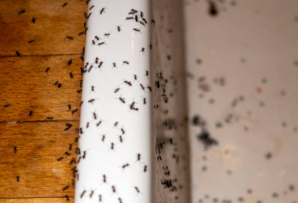 Best Flea Control Services  in Stone Mountain, GA