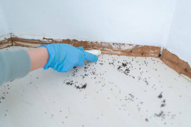 Best Pest Inspection Near Me  in Stone Mountain, GA
